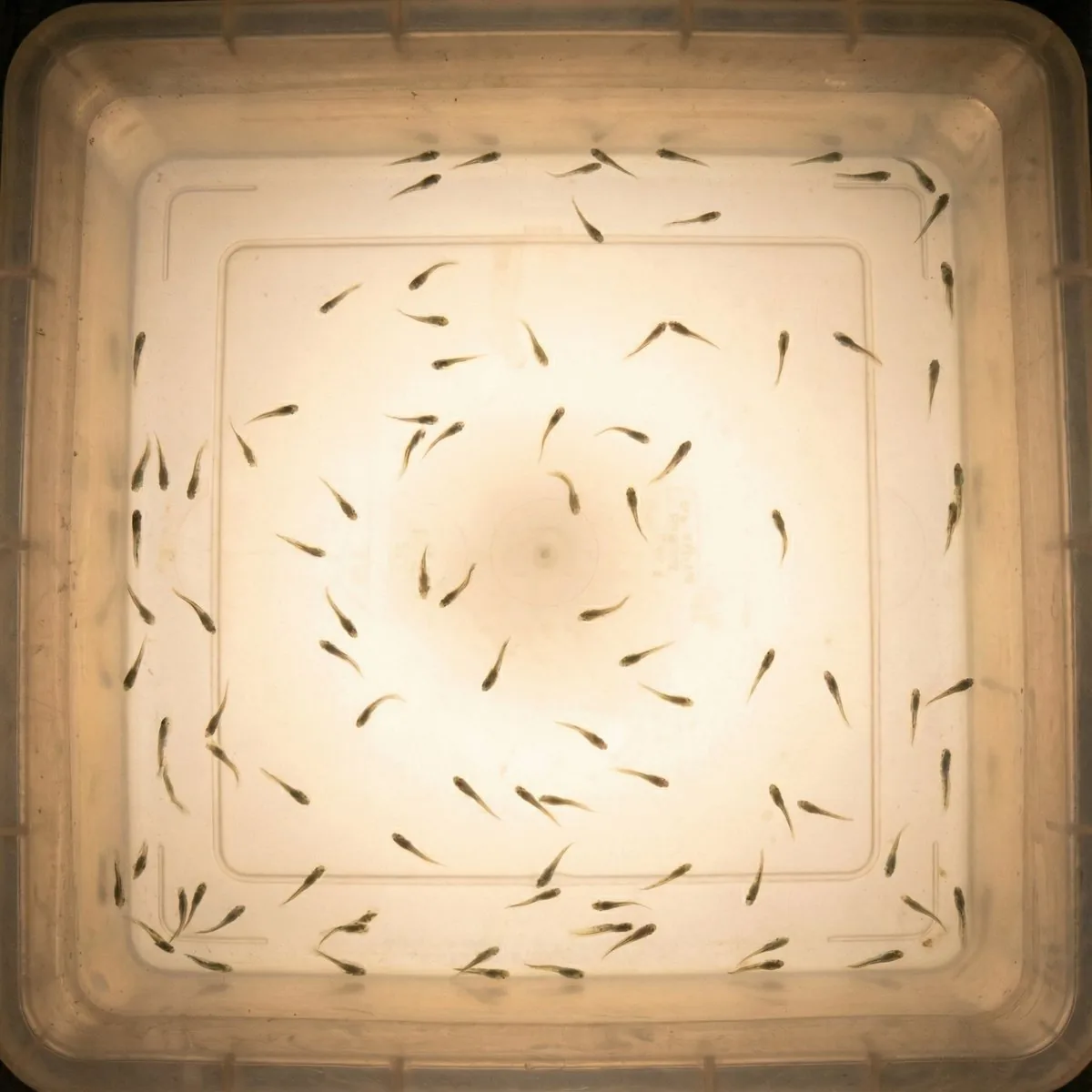 魚苗計數系統